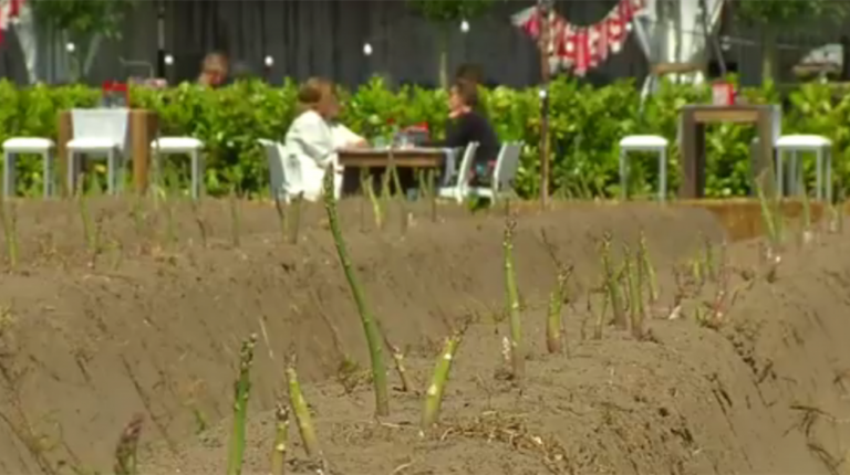 ‘Asparagus in the Fields’ moves to Veldhoven