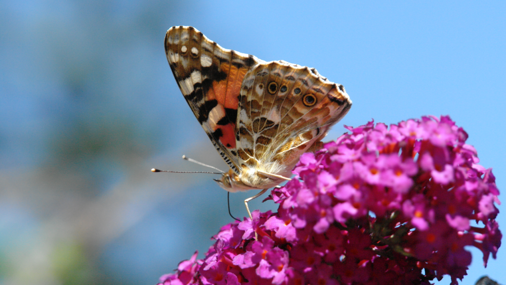 The butterflies need your help - Eindhoven News