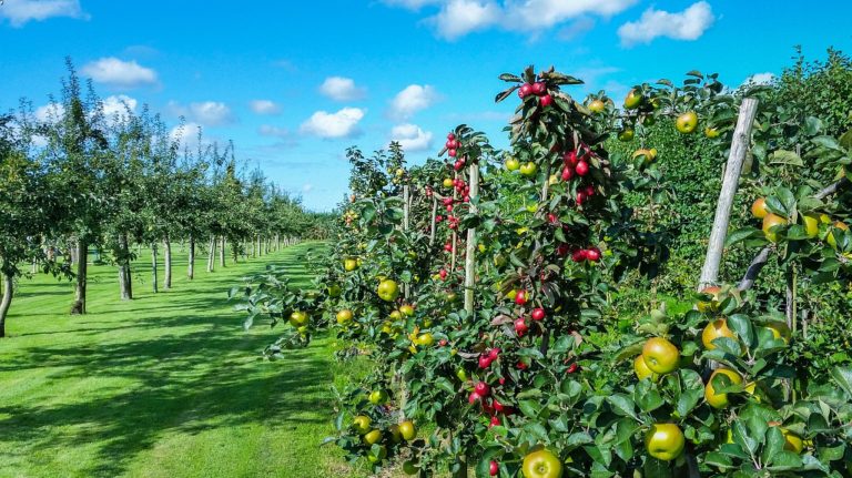 Apple picking days start at Philips fruit garden