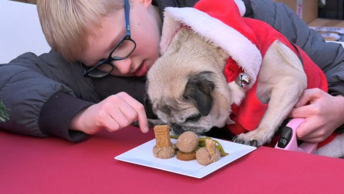 Christmas dinner for dogs, 5th year for this event,