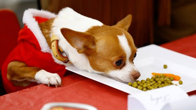 Animal hospital organises Christmas dinner for dogs