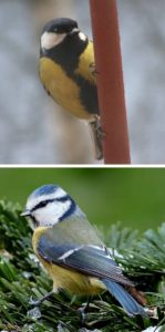 Great tit and Blue tit
