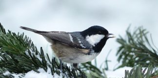 coal tit with seed in snow