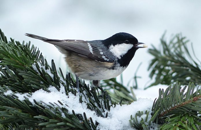 coal tit with seed in snow