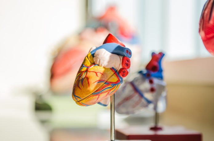 heart human anatomy
