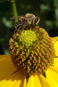 honey bee in flower