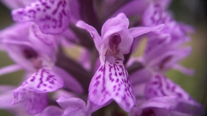 Record year for orchids