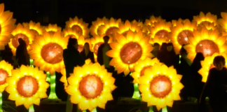 illuminated sunflowers
