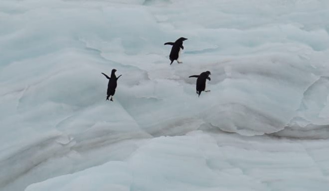 Team Polar TU/e - 3 penguins