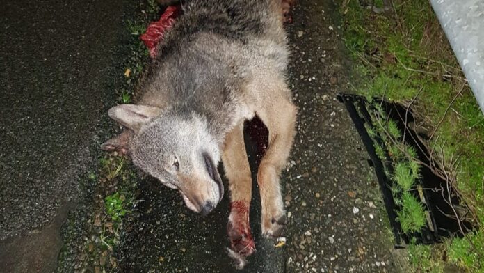 Killed wolf