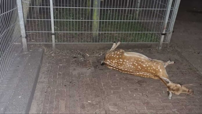 Dead deer, animal safety, Helmond, plastic waste