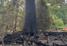 burnt tree hopefully survives