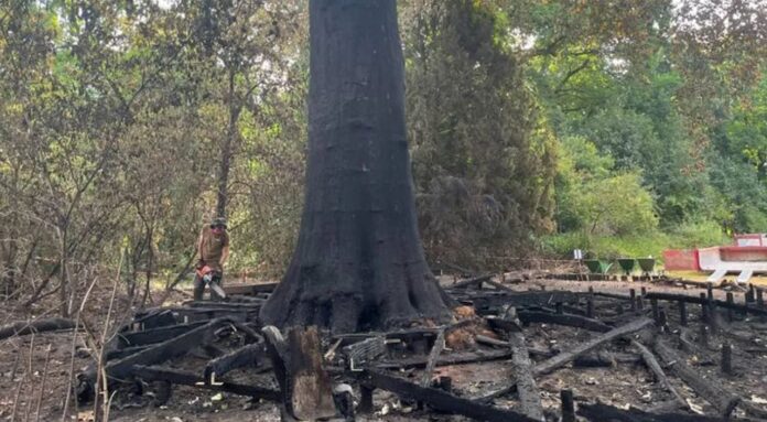 burnt tree hopefully survives