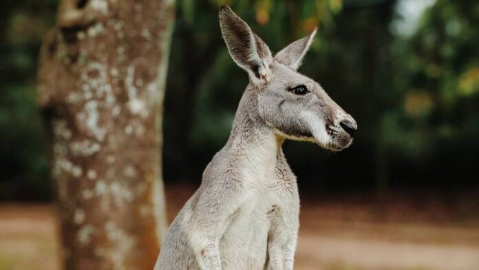 Kangaroo or wallaby, have you seen it? (Photo: Pexels, not the kangaroo seen in Wouw.)