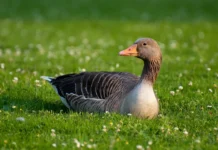 Geese mistreated at Eikenburg