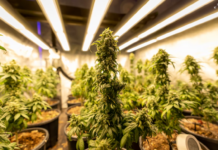 2 cannabis nurseries rolled up
