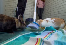 Animal shelter Eindhoven love room