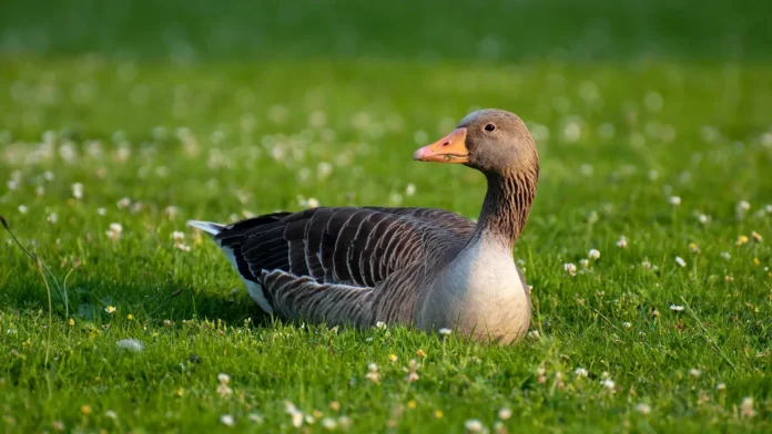 Trudo and Eindhoven can do little for endangered geese