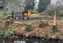 Trees cut down illegally