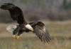 Bald eagle escapes Veldhoven Zoo