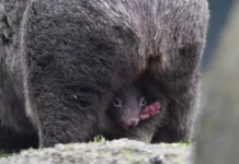 wombat cub born in Best