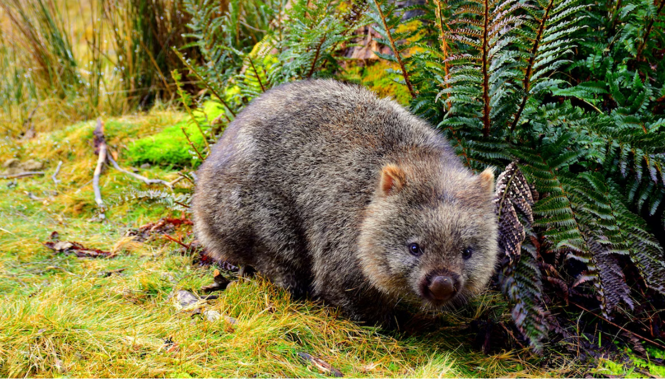 wombat in Best Zoo