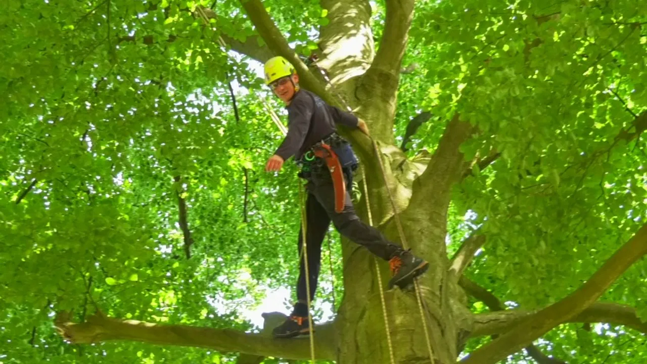 Nederlands kampioen boomklimmen: ‘Ervaring doet ertoe’