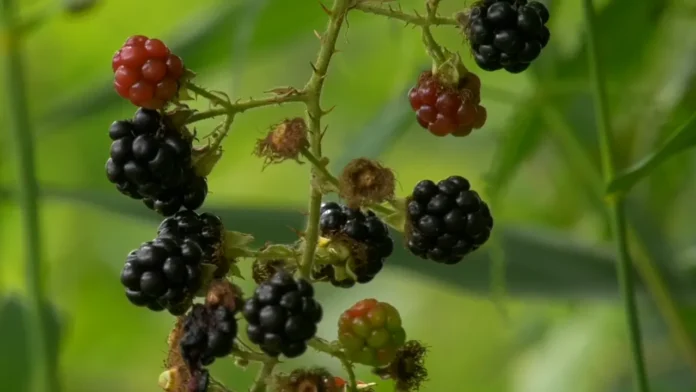 Berries and blackberries
