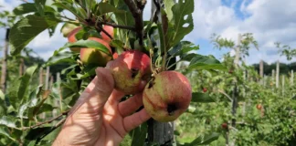 No apple picking days in Philips fruit tuin