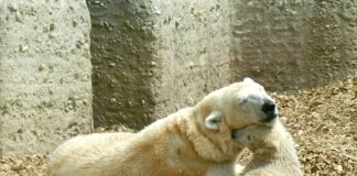 Birth of polar bear at Dierenrijk
