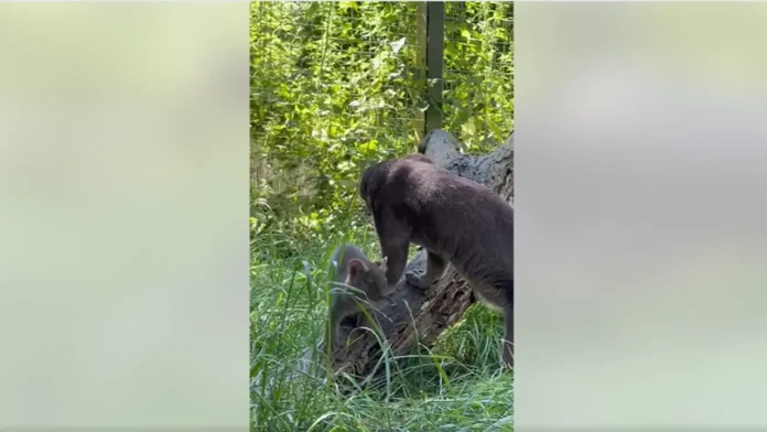 Cute! Young ferret cat outside for the first time in zoo