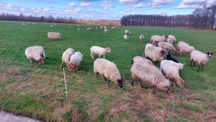 Nine cases of bluetongue in neighbouring municipalities of Eindhoven